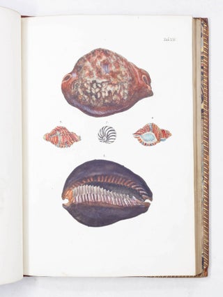 Les Delices des yeux et de l&rsquo;esprit, ou Collection Generale des differentes especes de Coquillages que la mer renferme, communiquee Au Public
