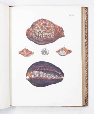 Les Delices des yeux et de l’esprit, ou Collection Generale des differentes especes de Coquillages que la mer renferme, communiquee Au Public