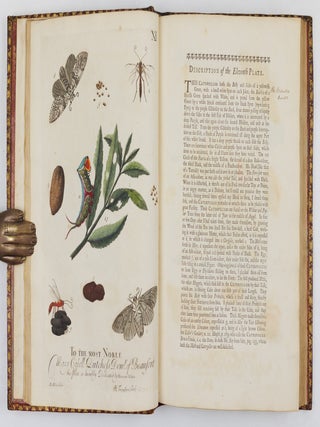 A Natural History of English Insects. Illustrated with A Hundred Copper Plates, Curiously engraven from the Life, and exactly coloured by the Author. To which are added Large Notes and many curious Observations