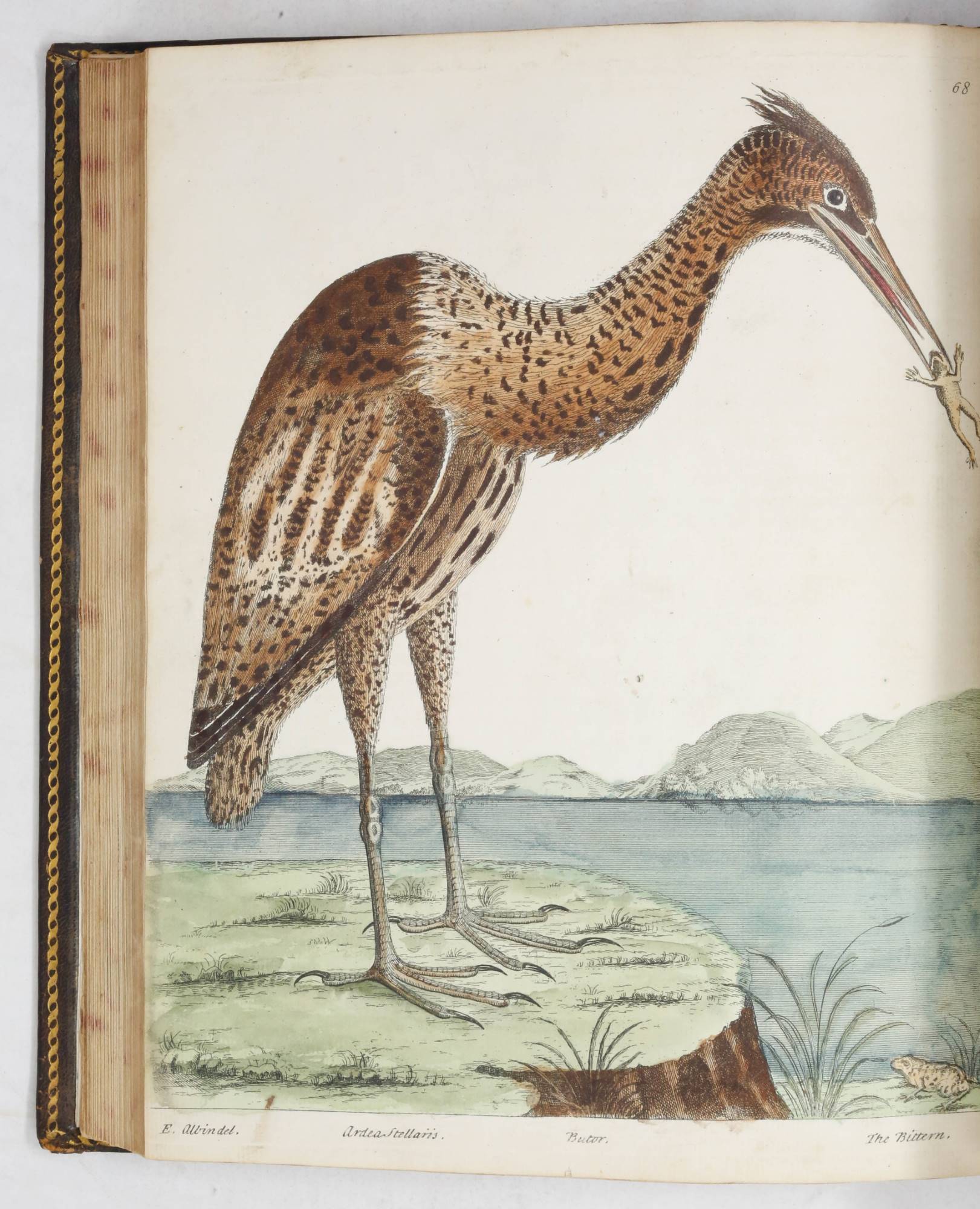 First Bird Name The First Bird Book | AraderBooks