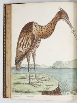 A Natural History of Birds. Illustrated With a Hundred and one Copper Plates, Curiously Engraven from the Life. Published by the Author&hellip; and carefully colour&rsquo;d by his Daughter and Self, from the Originals, drawn from the live Birds