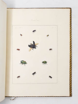 The English Entomologist, exhibiting All the Coleopterous Insects found in England; including upwards of 500 Different Species... arranged and named according to the Linnean System