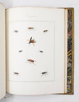 The English Entomologist, exhibiting All the Coleopterous Insects found in England; including upwards of 500 Different Species... arranged and named according to the Linnean System