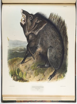 The viviparous quadrupeds of North America. By John James Audubon, F.R.S., &c., &c. and the Rev. John Bachman, D.D., &c., &c. Vol. I. [-Vol. II, Vol. III].