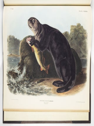 The viviparous quadrupeds of North America. By John James Audubon, F.R.S., &c., &c. and the Rev. John Bachman, D.D., &c., &c. Vol. I. [-Vol. II, Vol. III].