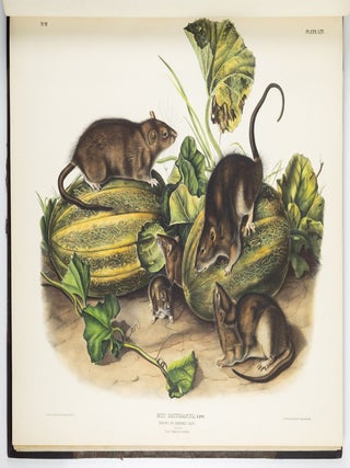 The viviparous quadrupeds of North America. By John James Audubon, F.R.S., &c., &c. and the Rev. John Bachman, D.D., &c., &c. Vol. I. [-Vol. II, Vol. III].