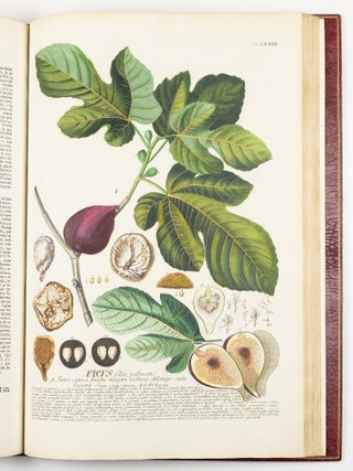 Plantae selectae qvarvm imagines ad exemplaria natvralia Londini in hortis cvriosorvm nvtrita manv artificiosa doctaque pinxit Geogivs Dionysivs Ehret Germanvs occasione havd vvlgari collegit nominibvs propriis notisqve svbinde illvstravit et pvblico vsvi dicavit D. Christophorvs Iacobvs Trevv medicvs Norimbergensis in aes incidit et vivis coloribvs repr&aelig;sentavit Ioannes Iacobvs Haid pictor et chalcographvs avgvstanvs