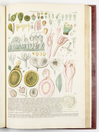 Plantae selectae qvarvm imagines ad exemplaria natvralia Londini in hortis cvriosorvm nvtrita manv artificiosa doctaque pinxit Geogivs Dionysivs Ehret Germanvs occasione havd vvlgari collegit nominibvs propriis notisqve svbinde illvstravit et pvblico vsvi dicavit D. Christophorvs Iacobvs Trevv medicvs Norimbergensis in aes incidit et vivis coloribvs repr&aelig;sentavit Ioannes Iacobvs Haid pictor et chalcographvs avgvstanvs