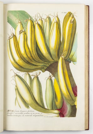 Plantae selectae qvarvm imagines ad exemplaria natvralia Londini in hortis cvriosorvm nvtrita manv artificiosa doctaque pinxit Geogivs Dionysivs Ehret Germanvs occasione havd vvlgari collegit nominibvs propriis notisqve svbinde illvstravit et pvblico vsvi dicavit D. Christophorvs Iacobvs Trevv medicvs Norimbergensis in aes incidit et vivis coloribvs repræsentavit Ioannes Iacobvs Haid pictor et chalcographvs avgvstanvs