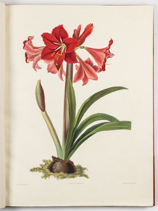 A Selection of Hexandrian Plants Belonging to the Natural Orders Amaryllid&aelig; and Liliac&aelig; From Drawings by Mrs. Edward Bury, Liverpool. Engraved by R. Havell. This Work is most respectfully dedicated To Her Royal Highness Princess Victoria by her Obedient humble Servant. Rob.t Havell