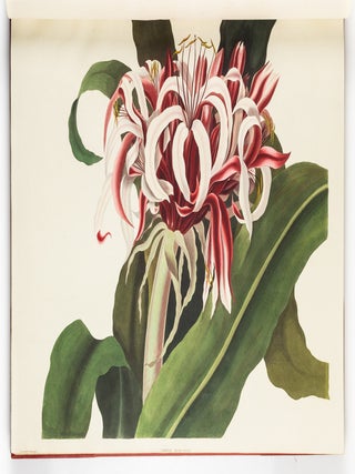 A Selection of Hexandrian Plants Belonging to the Natural Orders Amaryllid&aelig; and Liliac&aelig; From Drawings by Mrs. Edward Bury, Liverpool. Engraved by R. Havell. This Work is most respectfully dedicated To Her Royal Highness Princess Victoria by her Obedient humble Servant. Rob.t Havell