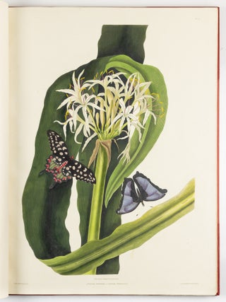 A Selection of Hexandrian Plants Belonging to the Natural Orders Amaryllid&aelig; and Liliac&aelig; From Drawings by Mrs. Edward Bury, Liverpool. Engraved by R. Havell. This Work is most respectfully dedicated To Her Royal Highness Princess Victoria by her Obedient humble Servant. Rob.t Havell