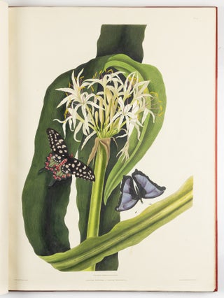 A Selection of Hexandrian Plants Belonging to the Natural Orders Amaryllidæ and Liliacæ From Drawings by Mrs. Edward Bury, Liverpool. Engraved by R. Havell. This Work is most respectfully dedicated To Her Royal Highness Princess Victoria by her Obedient humble Servant. Rob.t Havell