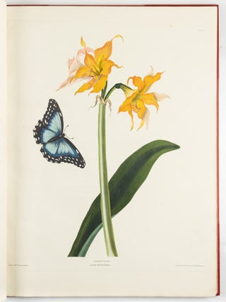 A Selection of Hexandrian Plants Belonging to the Natural Orders Amaryllid&aelig; and Liliac&aelig; From Drawings by Mrs. Edward Bury, Liverpool. Engraved by R. Havell. This Work is most respectfully dedicated To Her Royal Highness Princess Victoria by her Obedient humble Servant. Rob.t Havell