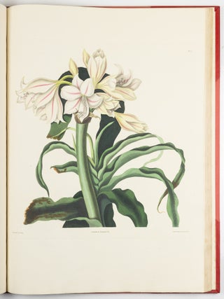 A Selection of Hexandrian Plants Belonging to the Natural Orders Amaryllid&aelig; and Liliac&aelig; From Drawings by Mrs. Edward Bury, Liverpool. Engraved by R. Havell. This Work is most respectfully dedicated To Her Royal Highness Princess Victoria by her Obedient humble Servant. Rob.t Havell