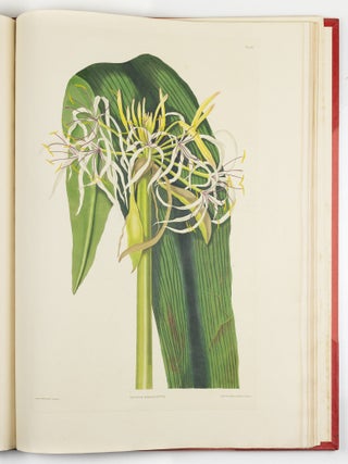 A Selection of Hexandrian Plants Belonging to the Natural Orders Amaryllid&aelig; and Liliac&aelig; From Drawings by Mrs. Edward Bury, Liverpool. Engraved by R. Havell. This Work is most respectfully dedicated To Her Royal Highness Princess Victoria by her Obedient humble Servant. Rob.t Havell