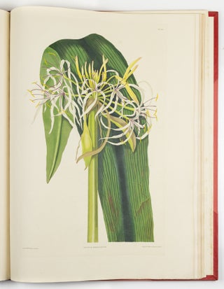 A Selection of Hexandrian Plants Belonging to the Natural Orders Amaryllidæ and Liliacæ From Drawings by Mrs. Edward Bury, Liverpool. Engraved by R. Havell. This Work is most respectfully dedicated To Her Royal Highness Princess Victoria by her Obedient humble Servant. Rob.t Havell