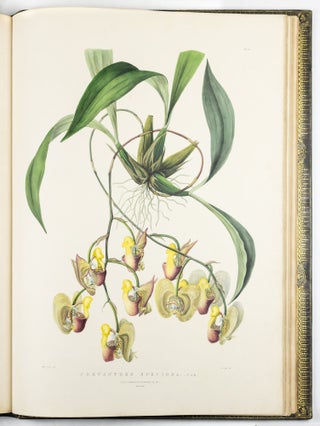 The Orchidaceæ of Mexico & Guatemala by Ja.s Bateman, Esq.re “Like restless serpents, clothed in rainbow and fire, the parasites, starred with ten thousand blossoms flow around the grey trunks” Shelley
