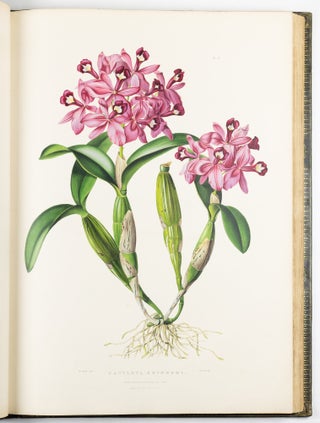 The Orchidaceæ of Mexico & Guatemala by Ja.s Bateman, Esq.re “Like restless serpents, clothed in rainbow and fire, the parasites, starred with ten thousand blossoms flow around the grey trunks” Shelley