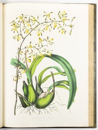 The Orchidace&aelig; of Mexico & Guatemala by Ja.s Bateman, Esq.re &ldquo;Like restless serpents, clothed in rainbow and fire, the parasites, starred with ten thousand blossoms flow around the grey trunks&rdquo; Shelley