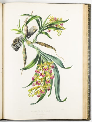 The Orchidaceæ of Mexico & Guatemala by Ja.s Bateman, Esq.re “Like restless serpents, clothed in rainbow and fire, the parasites, starred with ten thousand blossoms flow around the grey trunks” Shelley