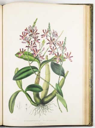 The Orchidaceæ of Mexico & Guatemala by Ja.s Bateman, Esq.re “Like restless serpents, clothed in rainbow and fire, the parasites, starred with ten thousand blossoms flow around the grey trunks” Shelley