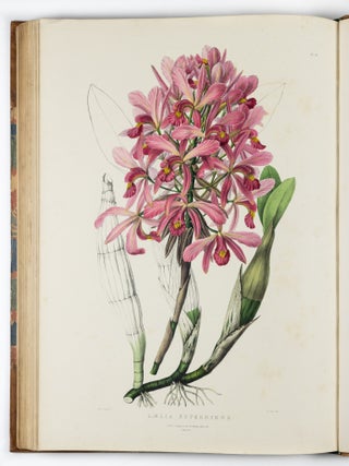 The Orchidace&aelig; of Mexico & Guatemala by Ja.s Bateman, Esq.re &ldquo;Like restless serpents, clothed in rainbow and fire, the parasites, starred with ten thousand blossoms flow around the grey trunks&rdquo; Shelley