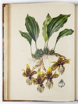 The Orchidace&aelig; of Mexico & Guatemala by Ja.s Bateman, Esq.re &ldquo;Like restless serpents, clothed in rainbow and fire, the parasites, starred with ten thousand blossoms flow around the grey trunks&rdquo; Shelley