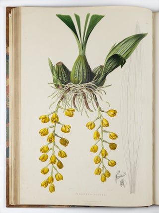 The Orchidace&aelig; of Mexico & Guatemala by Ja.s Bateman, Esq.re &ldquo;Like restless serpents, clothed in rainbow and fire, the parasites, starred with ten thousand blossoms flow around the grey trunks&rdquo; Shelley