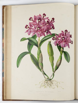 The Orchidaceæ of Mexico & Guatemala by Ja.s Bateman, Esq.re “Like restless serpents, clothed in rainbow and fire, the parasites, starred with ten thousand blossoms flow around the grey trunks” Shelley
