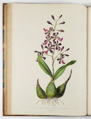 The Orchidaceæ of Mexico & Guatemala by Ja.s Bateman, Esq.re “Like restless serpents, clothed in rainbow and fire, the parasites, starred with ten thousand blossoms flow around the grey trunks” Shelley