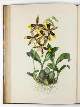 The Orchidace&aelig; of Mexico & Guatemala by Ja.s Bateman, Esq.re &ldquo;Like restless serpents, clothed in rainbow and fire, the parasites, starred with ten thousand blossoms flow around the grey trunks&rdquo; Shelley