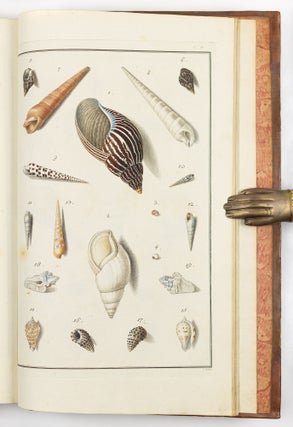 Testacea musei cæsarei vindobonensis, quæ jussu Mariæ Theresiæ Augustæ disposuit et descripsit Ignatius a Born, equ. S. Cæs. Reg. Apost. Majest. In re monetaria et metallica a consiliis aulicis. Academ. Scient. Imp. Nat. Curios. Petropolit. Londinens. Holmens. Göttingens. Tolosan. Upsaliens. Sienens. Manacensis &c. Sodalis