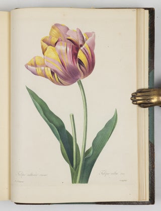 Choix des plus belles fluers et des plus beaux fruits par P.J. Redouté chevalier de la Légion d’Honneur, peintre et professeur d’iconographie au Musée d’Histoire Naturelle, dessinateur en titre de la classe de physique et mathématiques de l’Institut, membre de la Société Philotechnique et des Enfans d’Apollon, de celle d’agriculture du département de seine-et-oise, membre correspondant de la Société Royale d’Agriculture et de botanique de la ville de Gand, associé honoraire de la Société de Genève, membre correspondant de celle dite Horticulturale de Londres, etc.