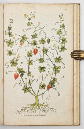 Anleitung zu der Pflanzenkenntniss und derselben nützlichen Anwendung. Mit hundert illuminirten Talfen