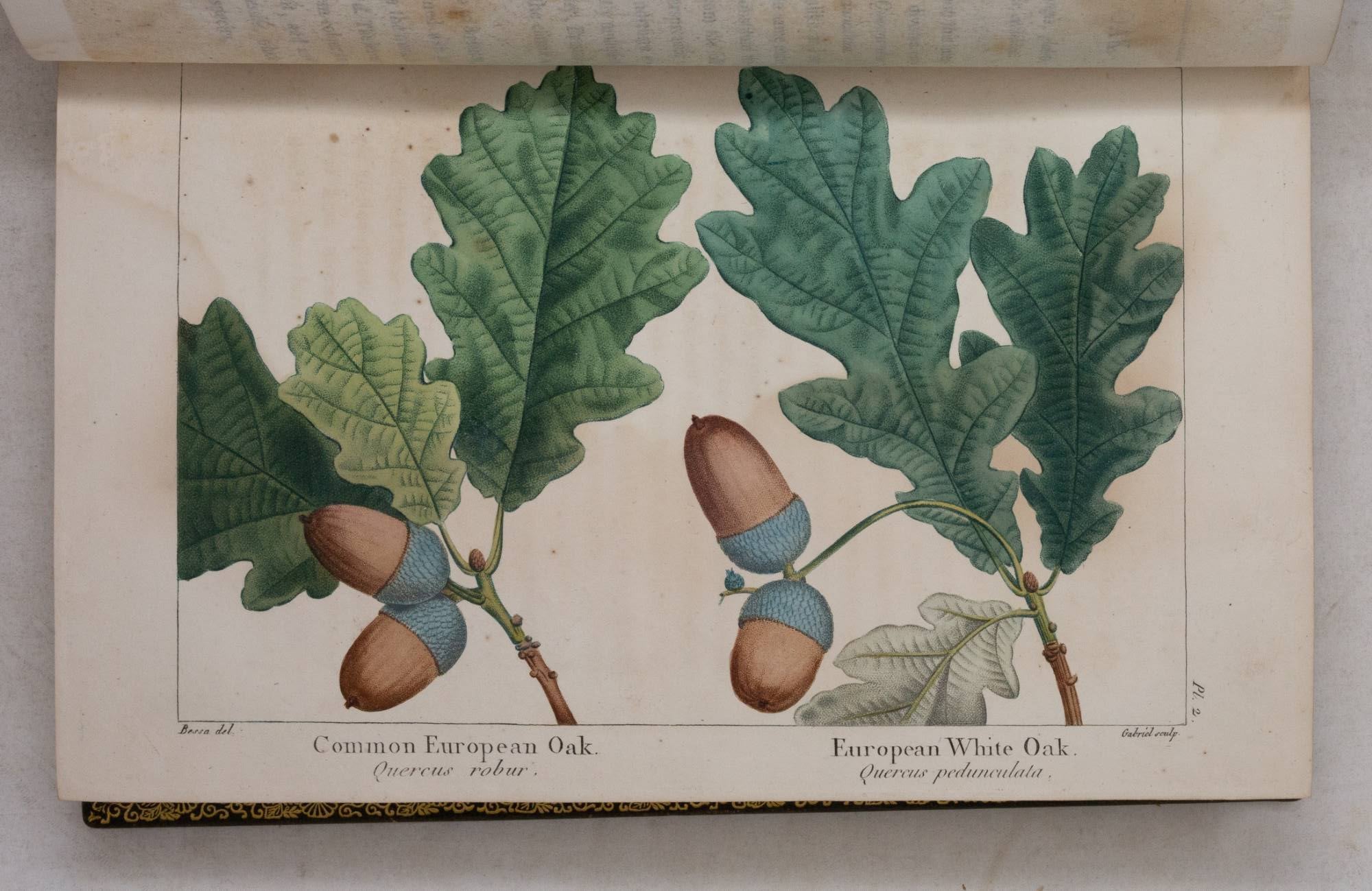 The North American Sylva, or a description of the forest trees of the ...