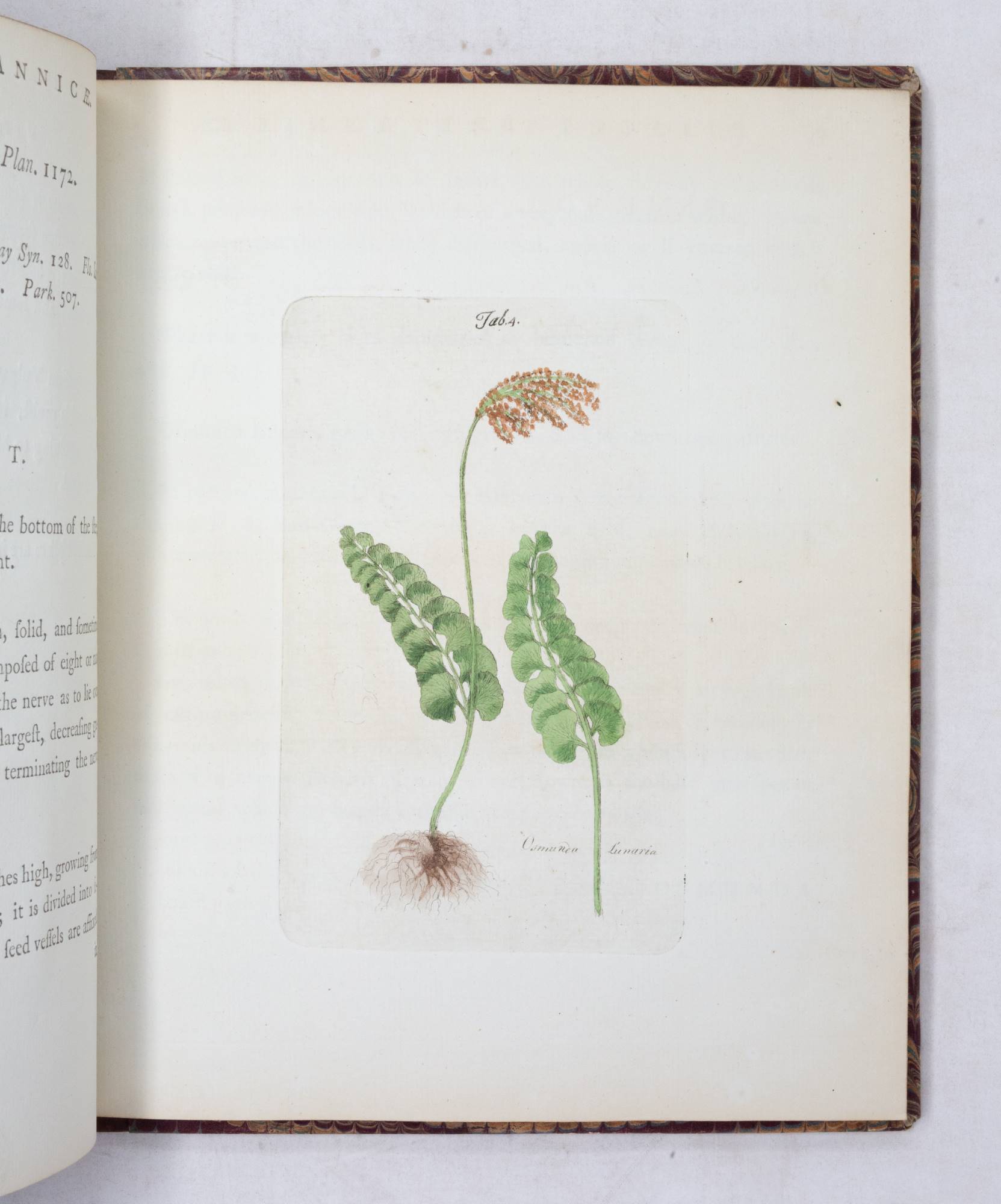 Filices Brittanicæ; an History of the British Proper Ferns. With Plain ...