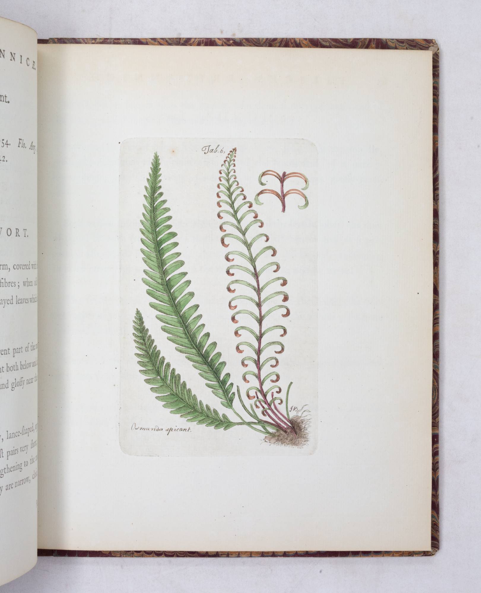 Filices Brittanicæ; an History of the British Proper Ferns. With Plain ...