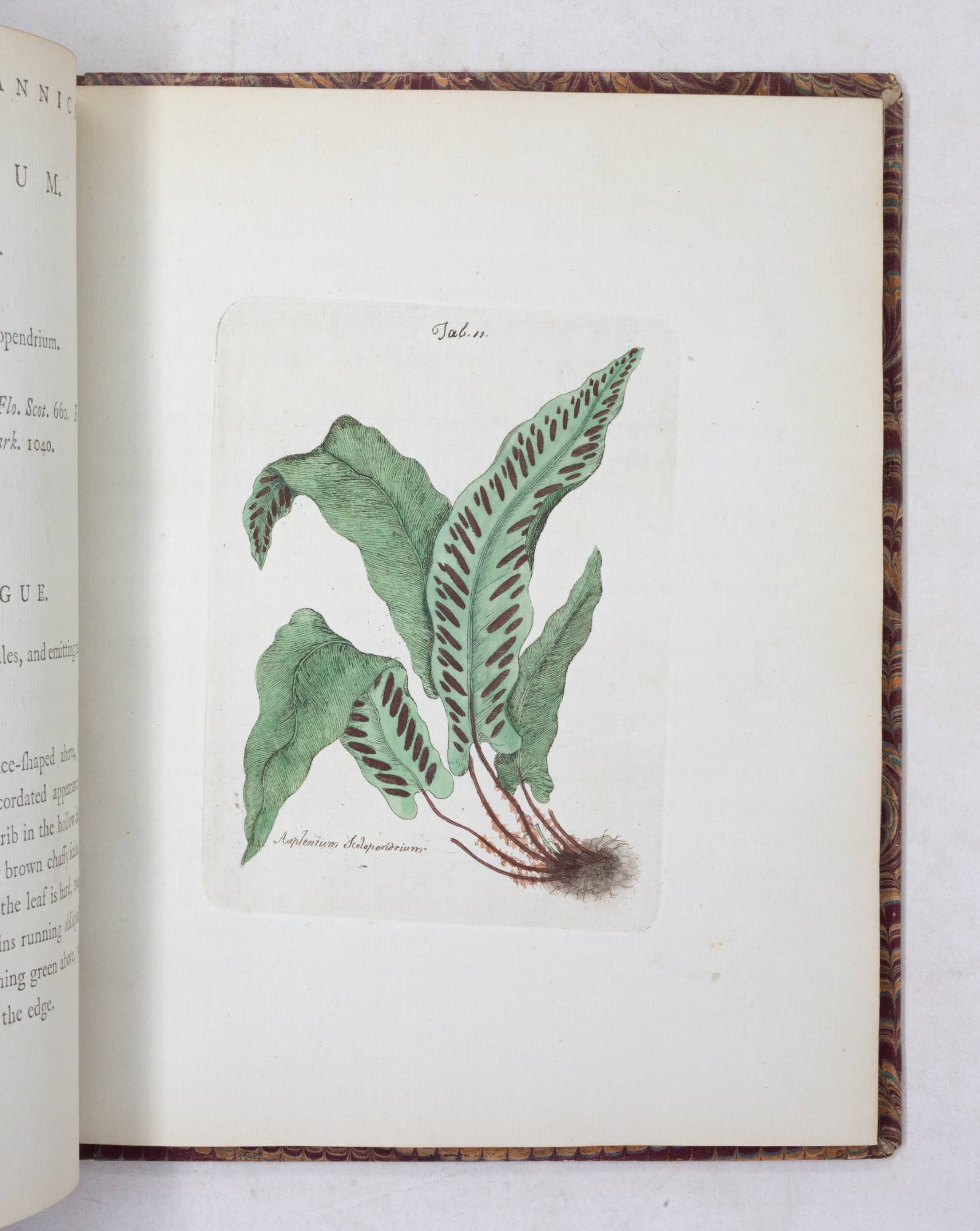 Filices Brittanicæ; an History of the British Proper Ferns. With Plain ...