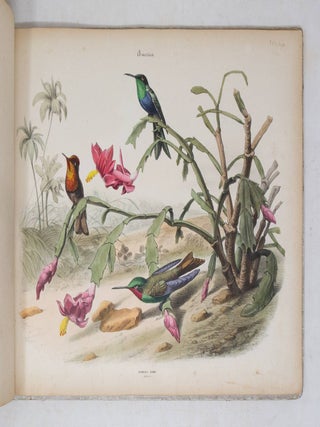 Album of the finest Birds of all countries
