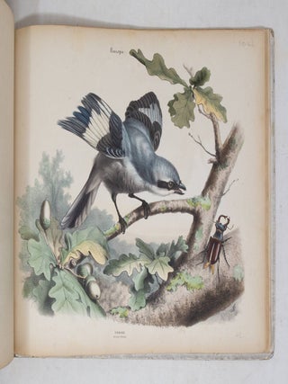 Album of the finest Birds of all countries