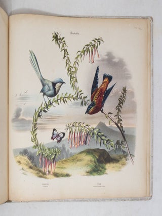Album of the finest Birds of all countries