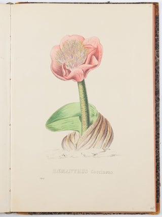 Flora Exotica. Die Prachtpflanzen des Auslandes, in naturgetreuen Abbildungen herausgegeben von einer Gesellschaft von Gartenfreunden in Brüssel, mit erläuternden Text und Anleitung zur Kultur von H. G. Ludwig Reichenbach, Königl. Sächs. Hofrathe. Doctor der Philosophie. . .