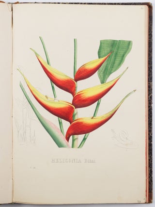 Flora Exotica. Die Prachtpflanzen des Auslandes, in naturgetreuen Abbildungen herausgegeben von einer Gesellschaft von Gartenfreunden in Brüssel, mit erläuternden Text und Anleitung zur Kultur von H. G. Ludwig Reichenbach, Königl. Sächs. Hofrathe. Doctor der Philosophie. . .