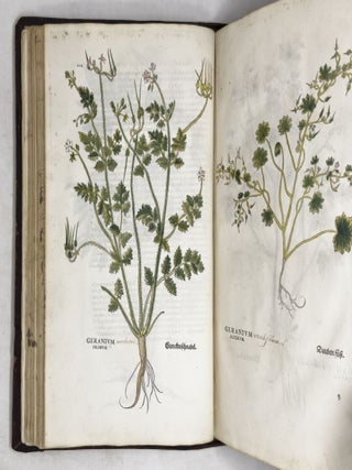 De historia stirpium commentarii insignes, maximis impensis et vigiliis elaborati, adiectis earundem vivis plusquam quingentis imaginibus, nunquam antea ad natur&aelig; imitationem artificiosius effictis & expressis, Leonharto Fuchsio medico hac nostra &aelig;tate long&egrave; clarissimo, autore. . .
