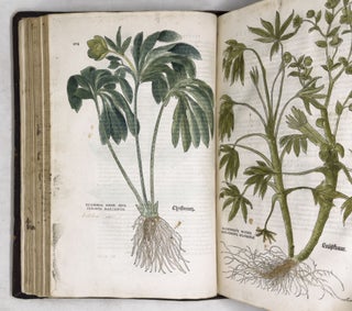 De historia stirpium commentarii insignes, maximis impensis et vigiliis elaborati, adiectis earundem vivis plusquam quingentis imaginibus, nunquam antea ad naturæ imitationem artificiosius effictis & expressis, Leonharto Fuchsio medico hac nostra ætate longè clarissimo, autore. . .
