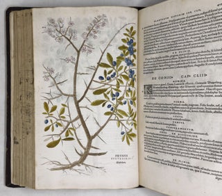 De historia stirpium commentarii insignes, maximis impensis et vigiliis elaborati, adiectis earundem vivis plusquam quingentis imaginibus, nunquam antea ad naturæ imitationem artificiosius effictis & expressis, Leonharto Fuchsio medico hac nostra ætate longè clarissimo, autore. . .
