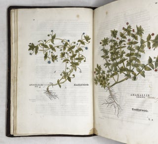 De historia stirpium commentarii insignes, maximis impensis et vigiliis elaborati, adiectis earundem vivis plusquam quingentis imaginibus, nunquam antea ad naturæ imitationem artificiosius effictis & expressis, Leonharto Fuchsio medico hac nostra ætate longè clarissimo, autore. . .
