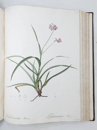 Les Liliac&eacute;es