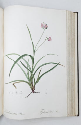Les Liliacées